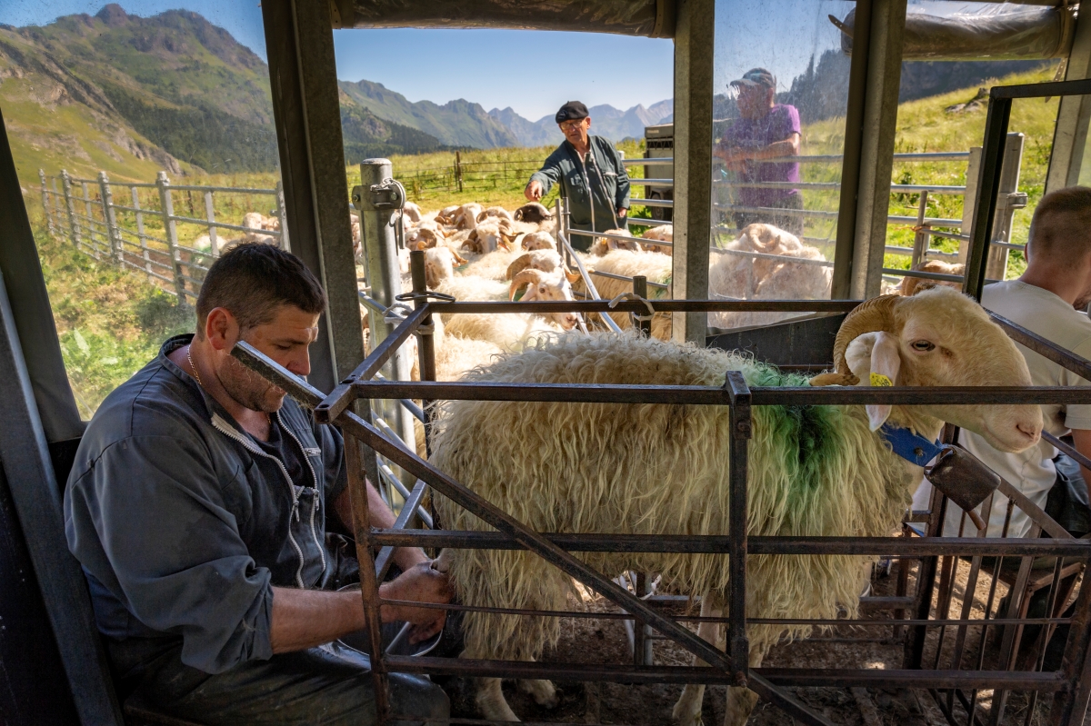 Traite des brebis et berger ©Aurelien Brusini-aurelienbrusini.com